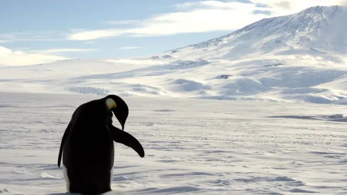 samotny pingwin